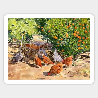 Hens In My orange Grove Sticker